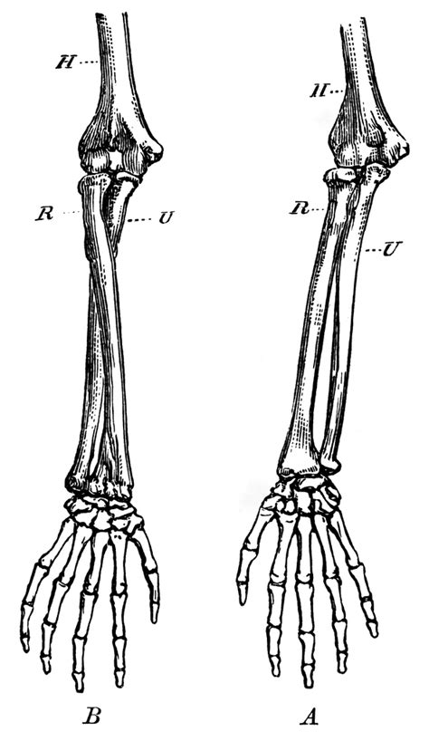 forearm drawing reference|arm bone drawing.